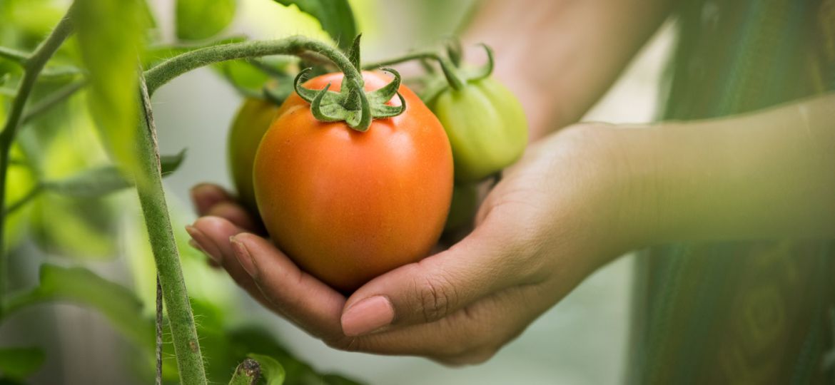 seguro de hortalizas bajo plástico
