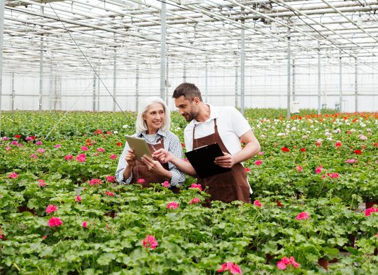 flor cortada flor cortada
