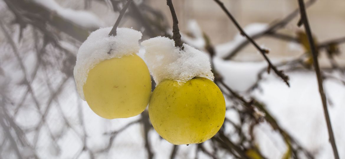 manzana con nieve2