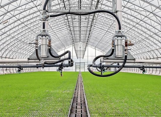 semillero2 semillero2